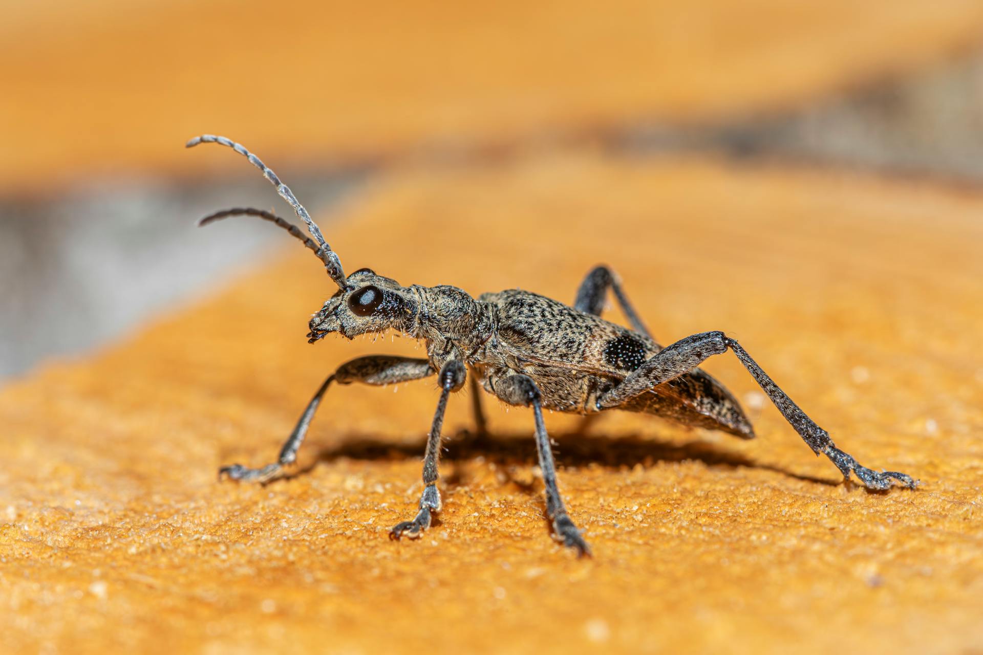 Detailed macro shot of a Rhagium inquisitor beetle showcasing its unique texture and details.